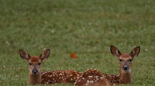 Two fawn laying in a field together.