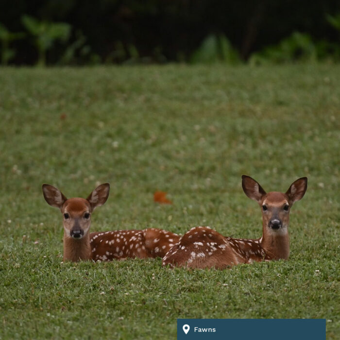 Two fawn laying in a field together.