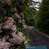 Flowers along the Elk River Trail lead down to a small wooden bridge.