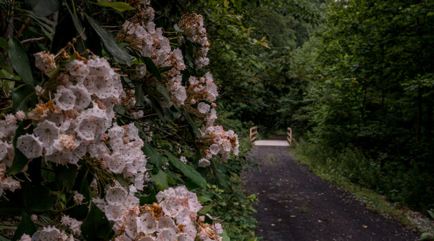Flowers along the Elk River Trail lead down to a small wooden bridge.