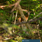 A young buck hiding behind some trees and foliage.
