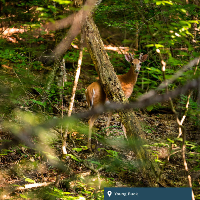 A young buck hiding behind some trees and foliage.