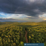 An aerial view of Kumbrabow State Forest. A trail is encaptured around a sea of trees. The sky is cloudy and large.