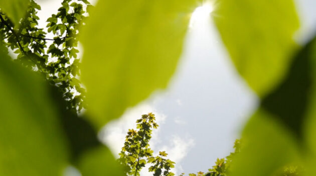 Sunlight coming through leaves.