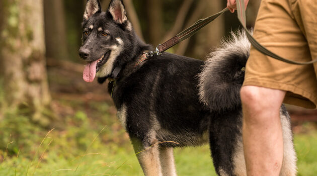 Dog walks in the woods of Almost Heaven. A handsome dog waits on a leash with their owner.