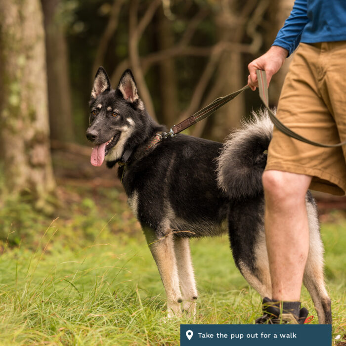 Dog walks in the woods of Almost Heaven. A handsome dog waits on a leash with their owner.