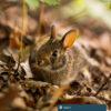A brown rabbit hides among foliage on the ground.