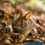 A brown rabbit hides among foliage on the ground.