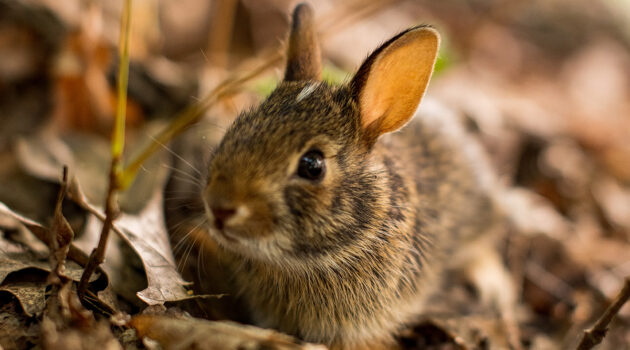 A brown rabbit hides among foliage on the ground.