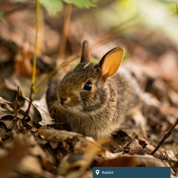A brown rabbit hides among foliage on the ground.