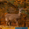 White-tailed deer.