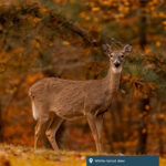 White-tailed deer.