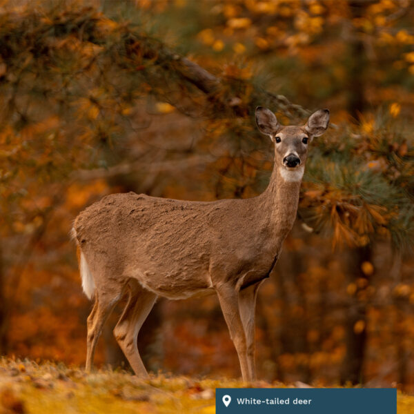 White-tailed deer.