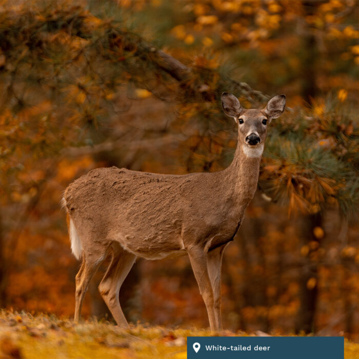 White-tailed deer.
