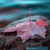 Red maple leaf