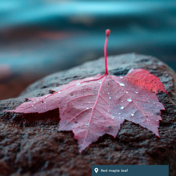Red maple leaf