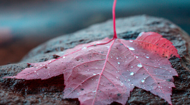 Red maple leaf
