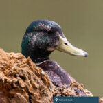Mallard duck