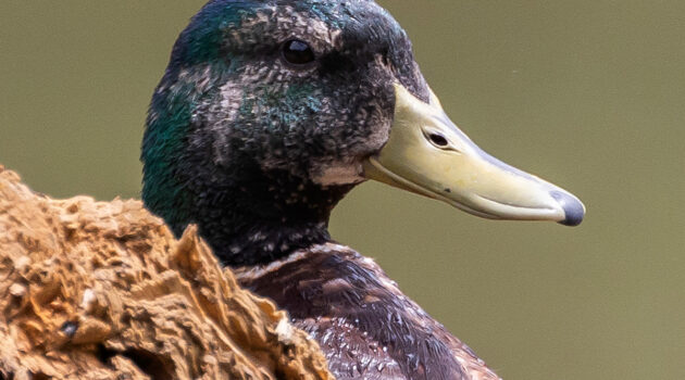 Mallard duck