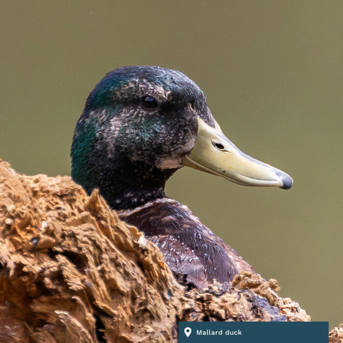 Mallard duck