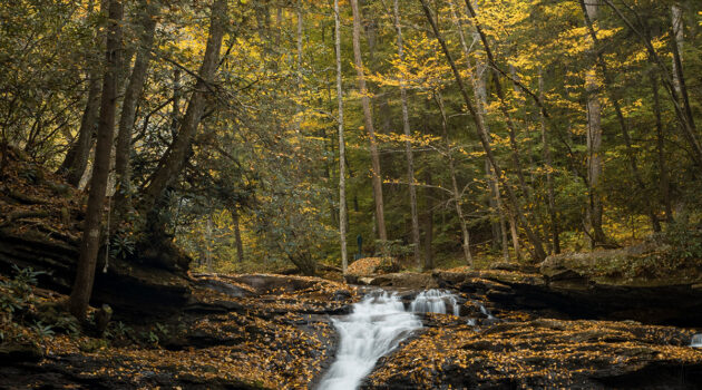Kumbrabow State Forest