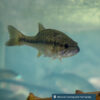 Fish at the National Hunting and Fishing Day