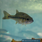 Fish at the National Hunting and Fishing Day