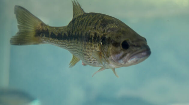 Fish at the National Hunting and Fishing Day