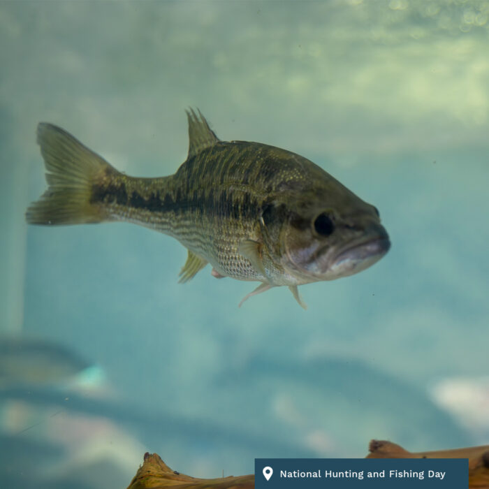 Fish at the National Hunting and Fishing Day