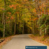 A wooded road at Watoga State Park