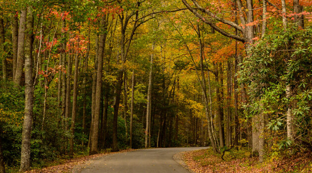 A wooded road at Watoga State Park