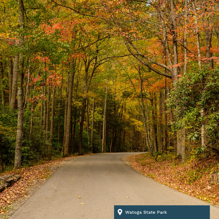 A wooded road at Watoga State Park