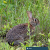 A brown rabbit sits in tall grass.