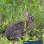 A brown rabbit sits in tall grass.