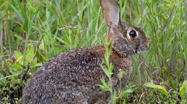 A brown rabbit sits in tall grass.