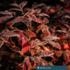 Blueberry plant covered in early frost