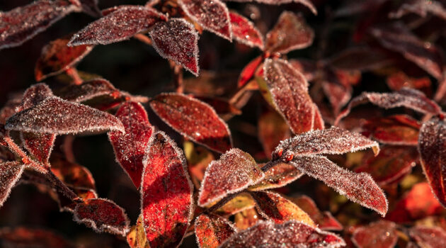 Blueberry plant covered in early frost