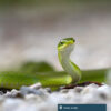 A green snake