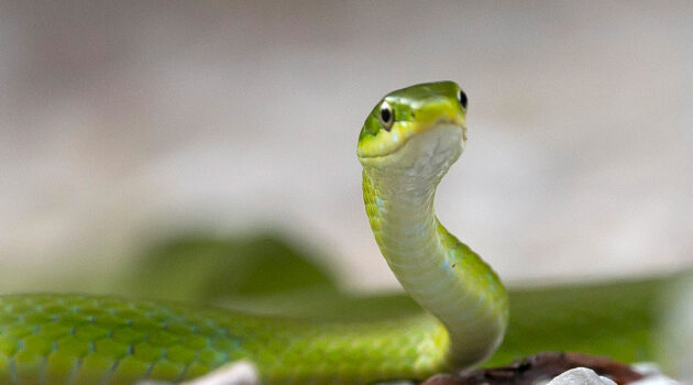 A green snake