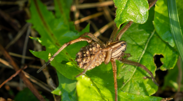 A wolf spider with her babies.