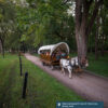 A covered wagon with horses does a tour of Blennerhassett Island Historical State Park
