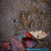 The track of a deer is seen in the mud.
