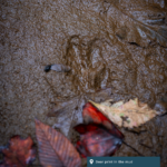 The track of a deer is seen in the mud.