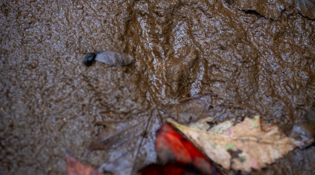 The track of a deer is seen in the mud.