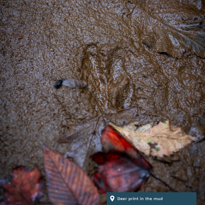 The track of a deer is seen in the mud.