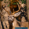 A white tailed buck