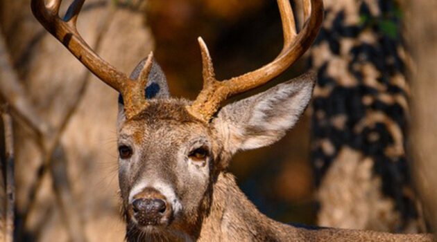 A white tailed buck