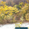 Fall Foliage