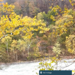 Fall Foliage