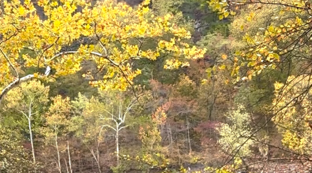 Fall Foliage
